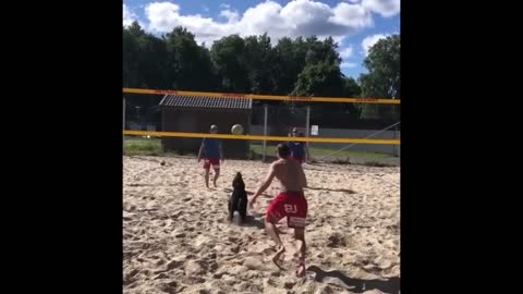 The puppy is playing volleyball.