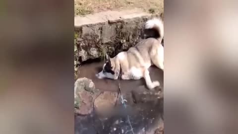 Ready to laugh Funniest Animals Video - Best Cats and Dogs Videos