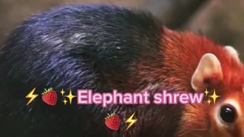 Rarest Animal are elephant shrew