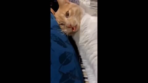 funny videos