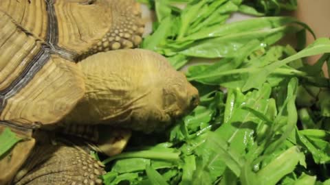 Hello, this is Turtle Turtle