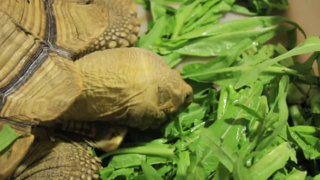 Hello, this is Turtle Turtle