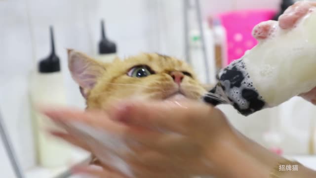Some cats haven't had a bath for two years and lose color after washing