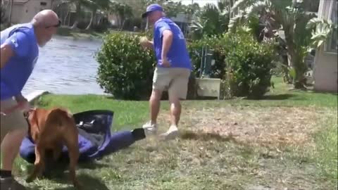 How To Make Dog Become Fully Aggressive With Few Simple Tips part - 06