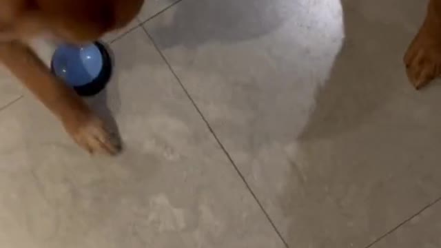 Training chip dog🐶🐶🥰