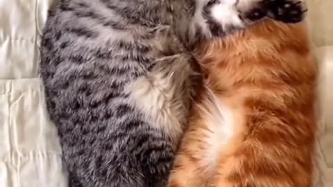 funny.animals