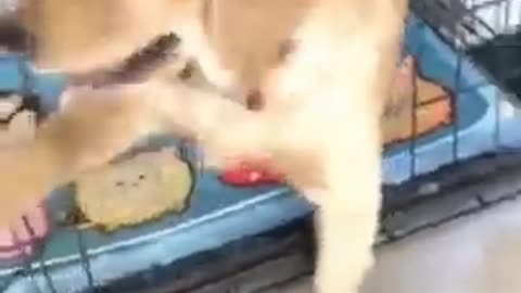 Funny catt .....