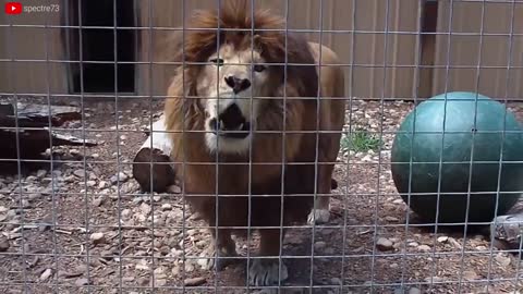Lion VS Tiger Real Fight - Tough Creatures