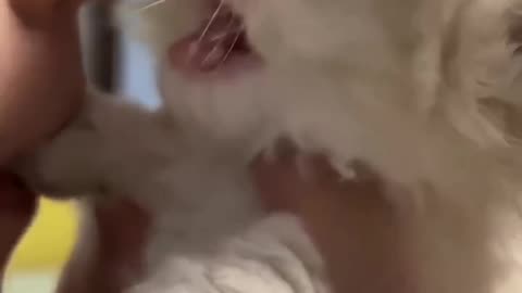 Funny cats,comment, viral, America, Englanshort, beutiful, cute, funnyEnglanshort, beutiful