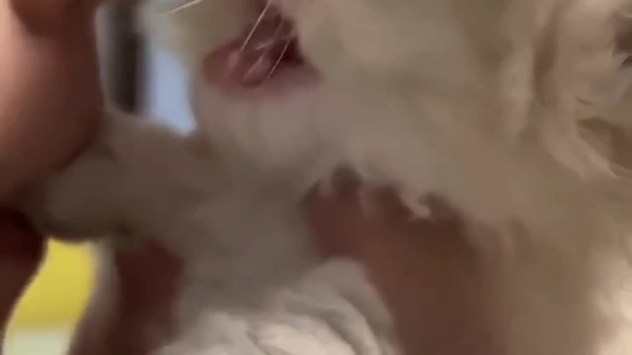 Funny cats,comment, viral, America, Englanshort, beutiful, cute, funnyEnglanshort, beutiful