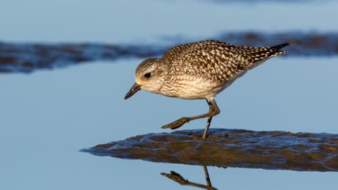 The Grey Plover: Close Up HD Footage (Pluvialis squatarola)