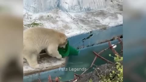 Funny animal videos of 2023