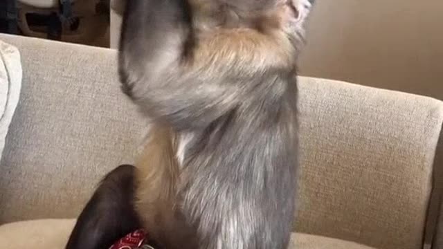Funny moments of the animals world.