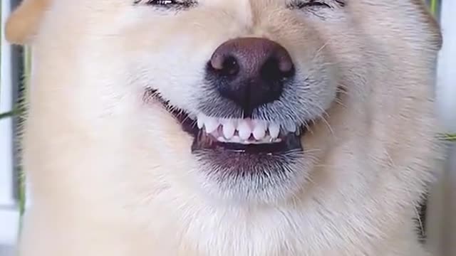 The perfect smile, have you learned it? 😁😁