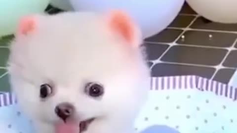 CUTE DOG VIDEO
