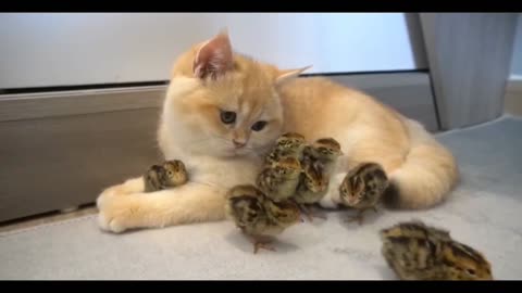 KITTY AND CHICKS