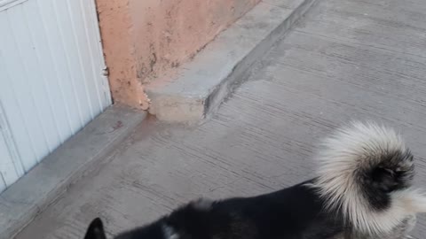 FUNNY DOGS🤓