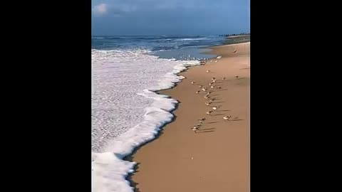 Funny Videos compilations animals