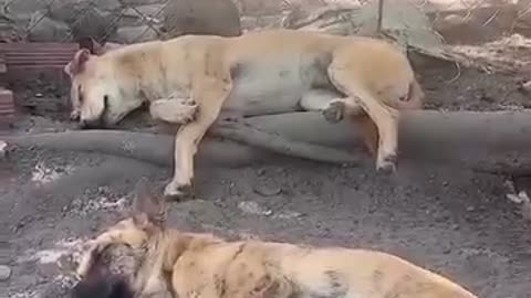 Country girl with dogs