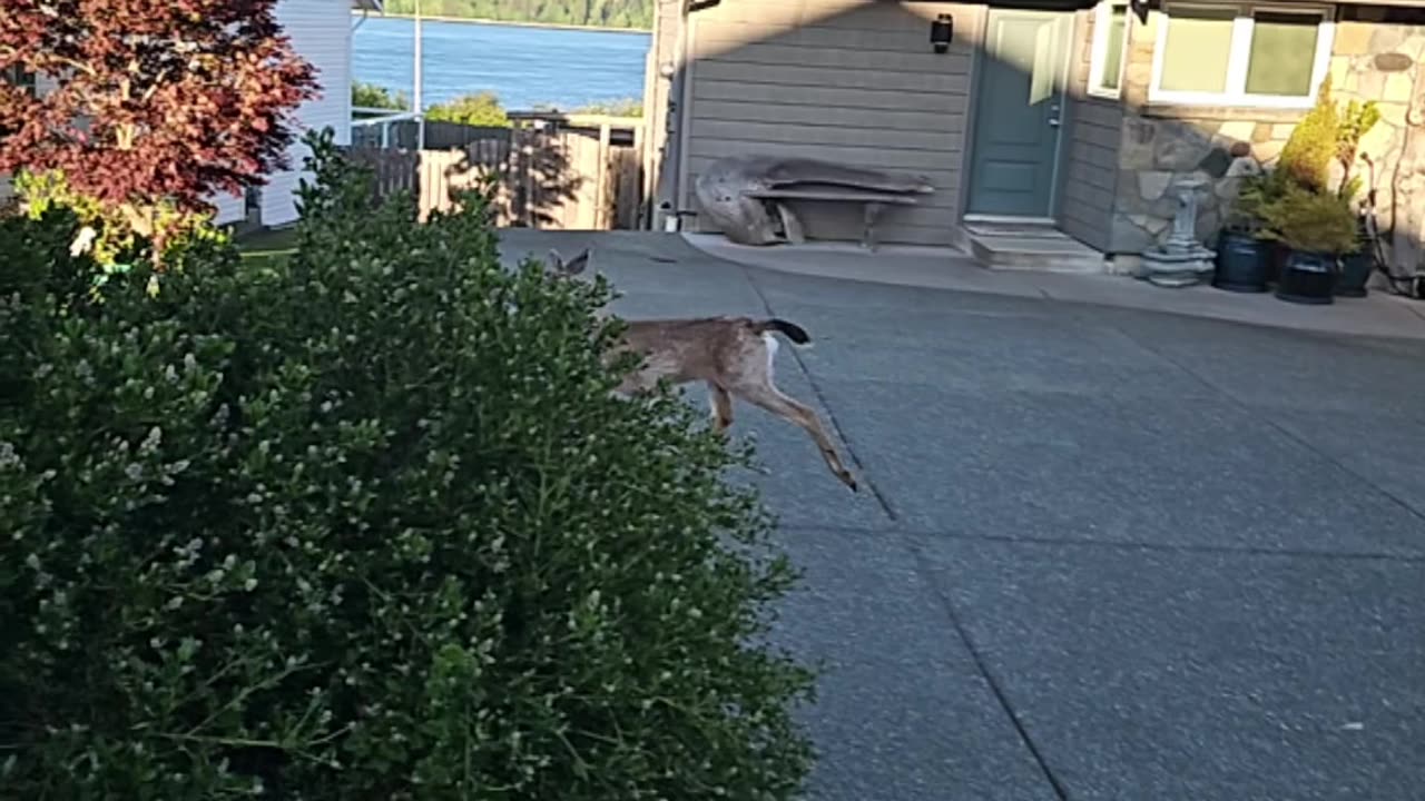 Kangaroos in Slow-motion