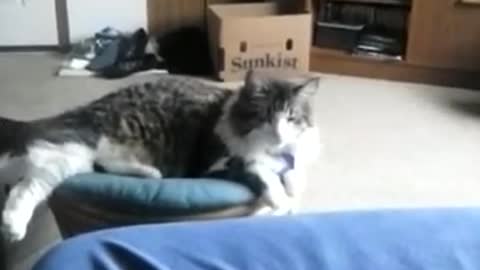 My sister trying to get Missie to sing