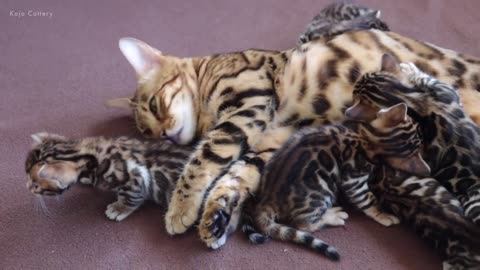 Grandma Cat Bella MEETS all her Grandkittens for the First Time!!! funny