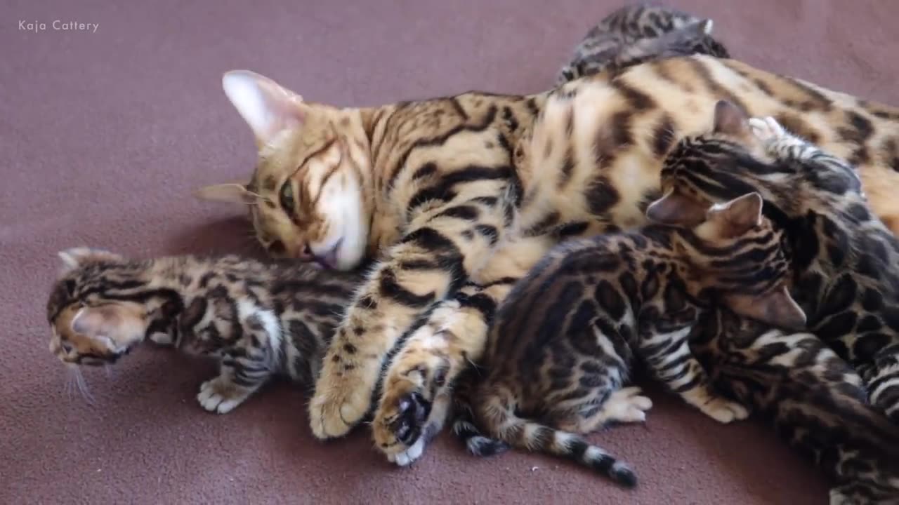 Grandma Cat Bella MEETS all her Grandkittens for the First Time!!! funny