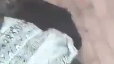 How long until the EU bans this video of illegal aliens throwing a pregnant French