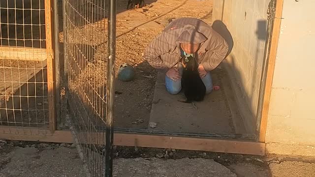 Puppysitter Faceplants While Running from Puppies