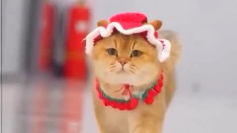 Funniest Cat and Dogs 🐶| funny Animals