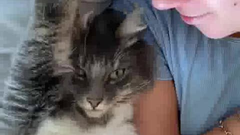 Kitty pets her hooman
