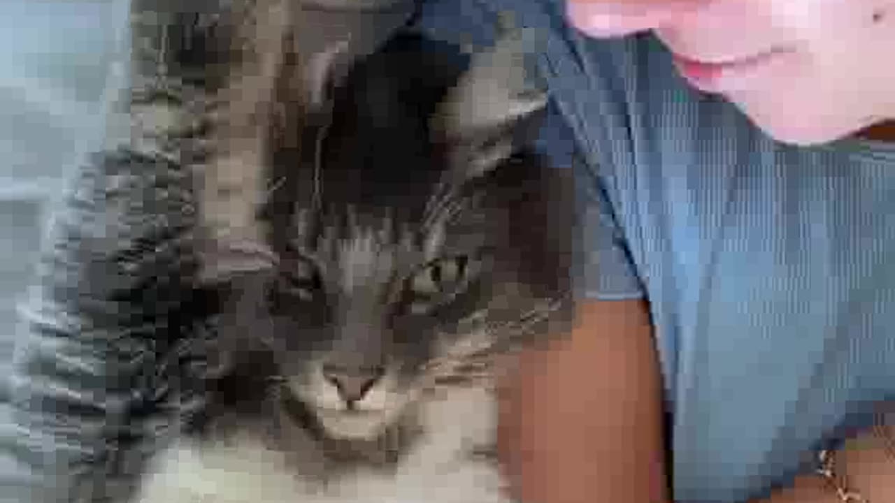 Kitty pets her hooman