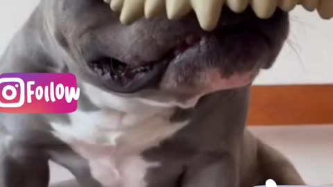 Funny animal
