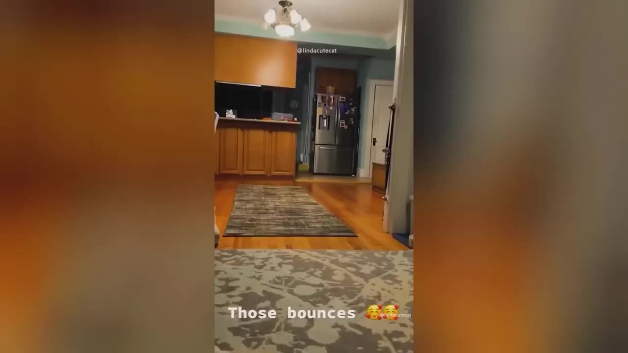 Funny 😁 animals videos /// funny dog & cat reactions /////🤣🤣🤣🤣
