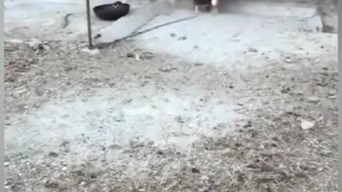 A Funny Fight Between the Dog and cock #1