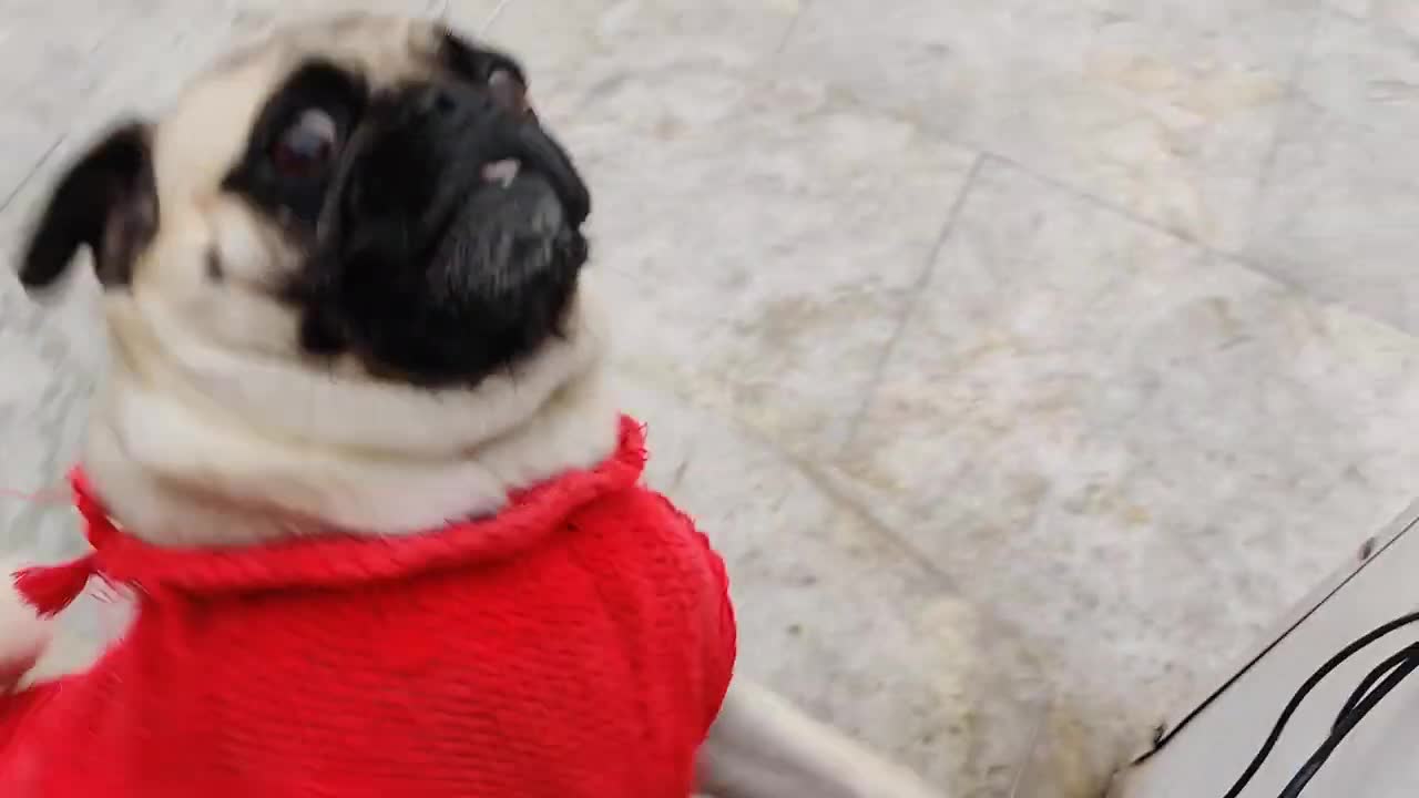 Cute Pugs with the owner