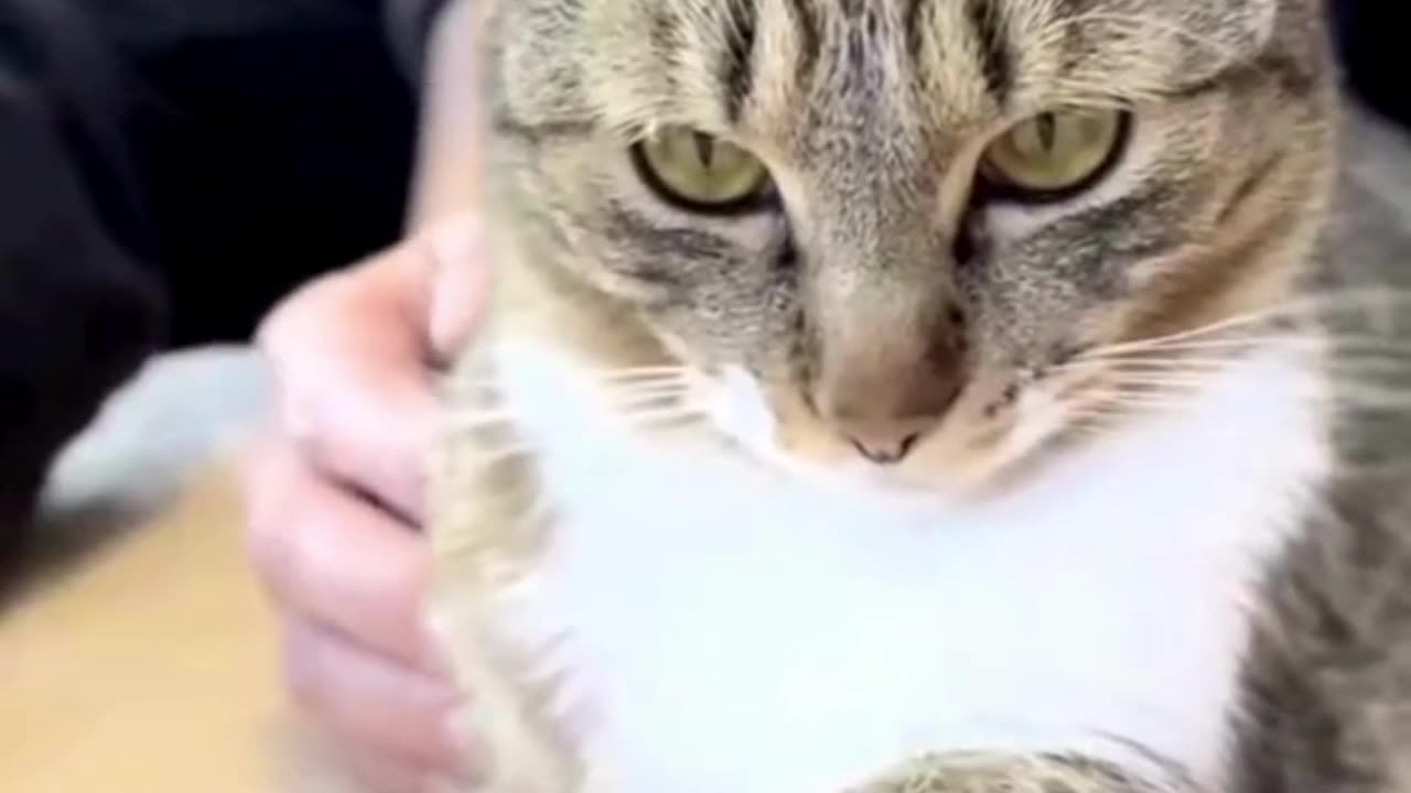 Cute Cats & Funny Cats 😍😍😅😅 #shorts #cats #viral #mmvcats
