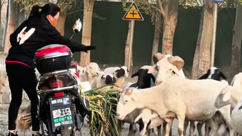 Extremely amusing video, laughter is highly recommended #viral #funny