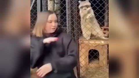 Funny Animal Videos (SO FUNNY)😂