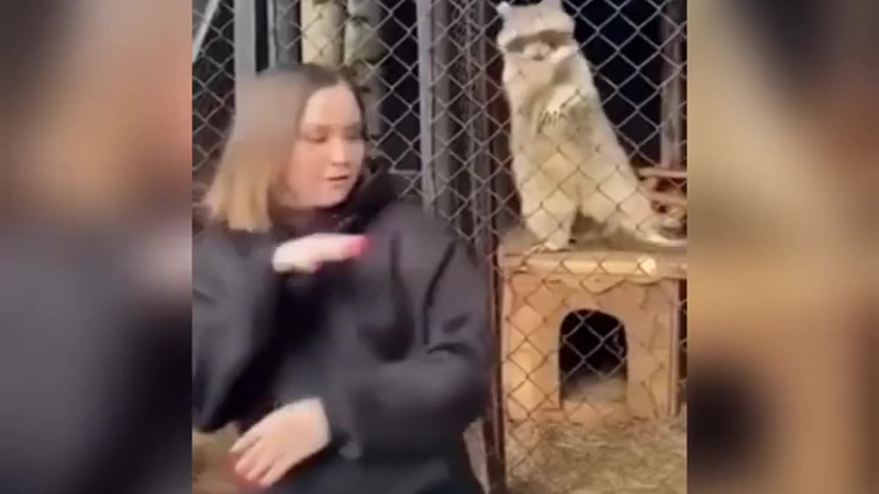 Funny Animal Videos (SO FUNNY)😂