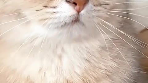 Thecatwatchedmecutonions,socute.