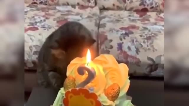 Funny moments of cats! Cute pet funny videos
