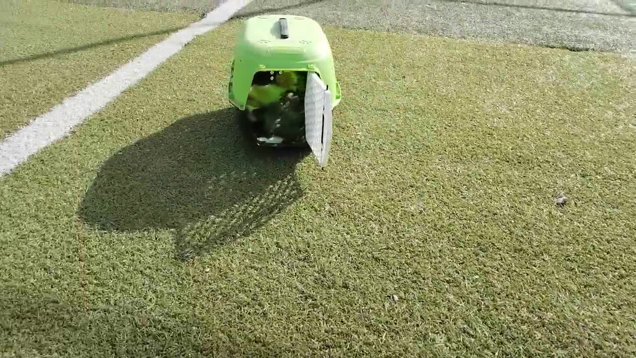 Baby Cats Playing In Football Ground