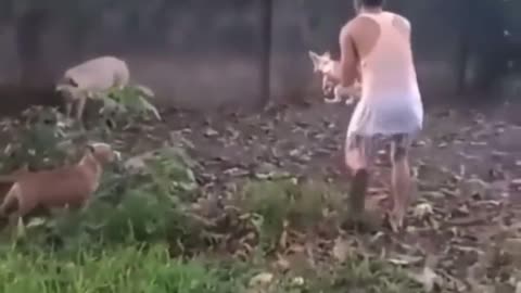 Funny dog: such a coward! 🤣🤣🤣