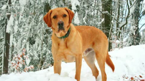 Labrador Liebhaber in Deutschland