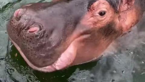 _ Big hippo