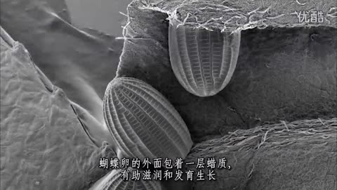 蝴蝶的美态与设计-蜕变-蝴蝶的美态与设计