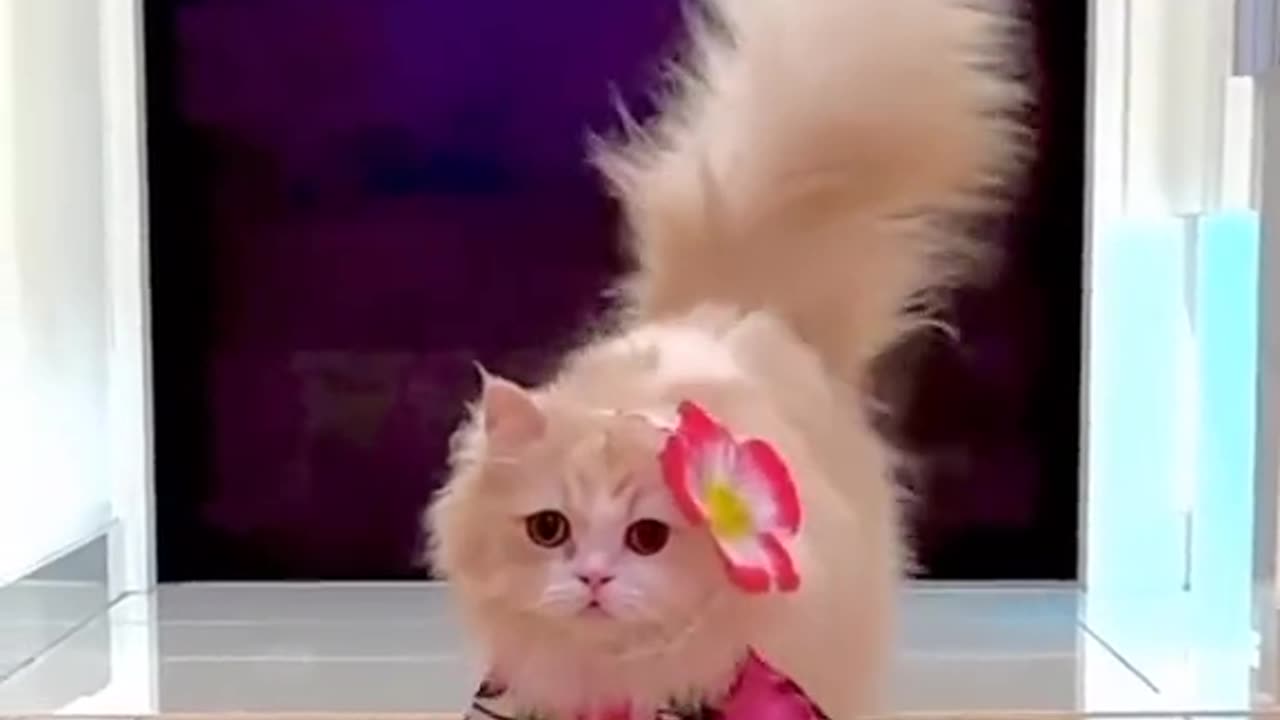 cutecatscats