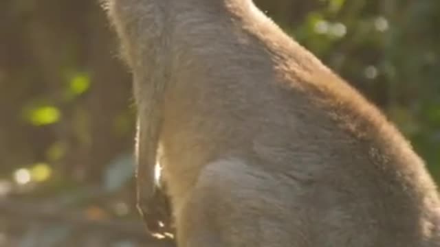 er Mammals Besides Humans Can Only Move On Two Legs_ #shorts