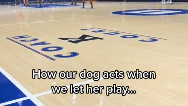 How our dog acts when we let her play...
